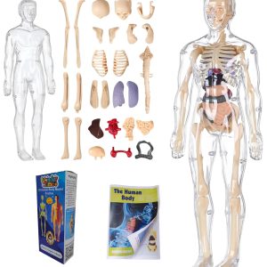Human Body Structure Model 3D Puzzles, for 6+Year Old Kids, DIY Educational Science Project | Removable Organs Bones STEM, 29 Piece Anatomy Figure Kit Clear